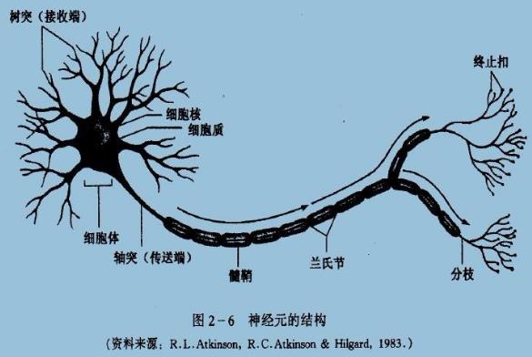 为什么你不记得婴幼儿时期发生的事情？记忆会一直保留到离开人世吗