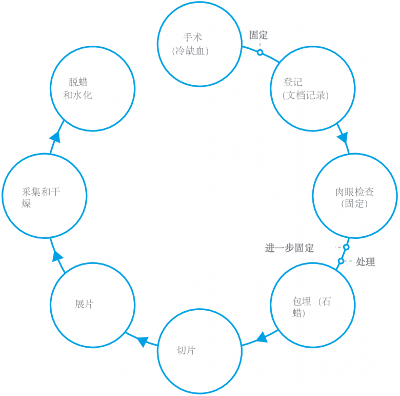 安捷伦安理荟知识小课堂—免疫组化分析前注意事项之冷缺血时间、登记和肉眼检查